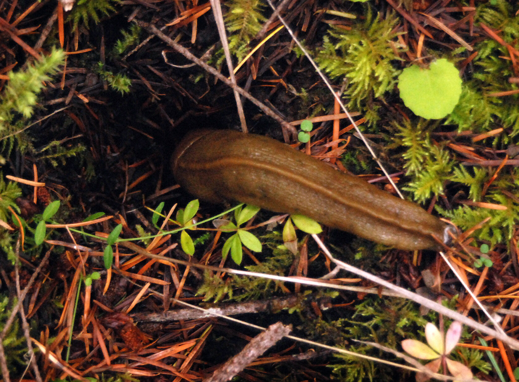 Banana slug